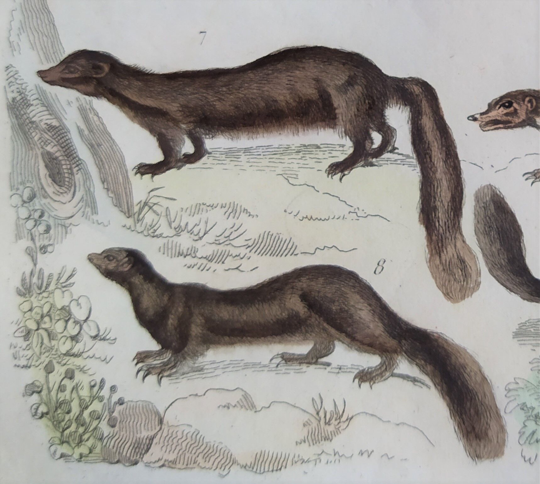 Original zoological plate " Kinkajou - Chinche - Coasse - &c... " Buffon (1836)