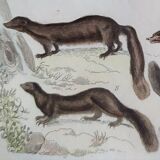 Original zoological plate " Kinkajou - Chinche - Coasse - &c... " Buffon (1836)