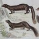 Original zoological plate " Kinkajou - Chinche - Coasse - &c... " Buffon (1836)