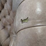 Windsor leather armchair