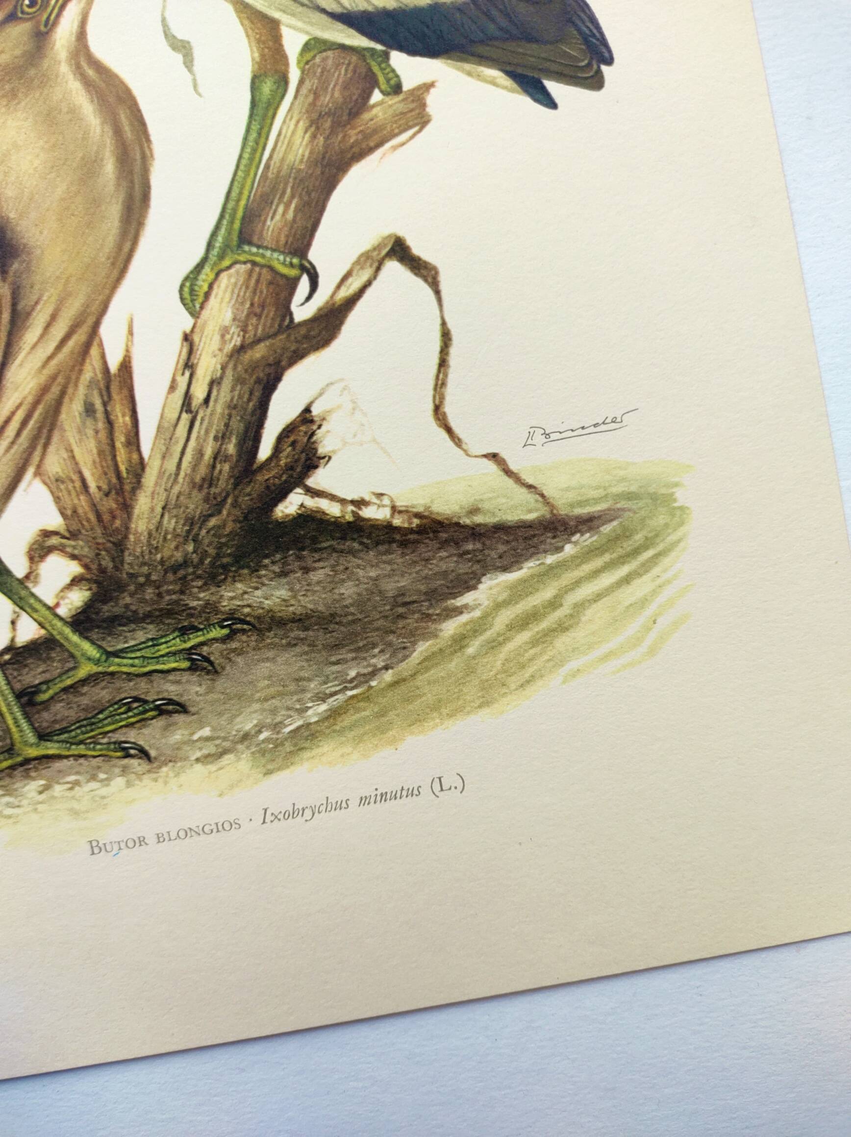 Old bird plate from the 1960s - Bittern - Zoological and ornithological illustration