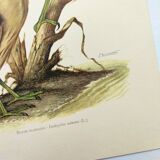 Old bird plate from the 1960s - Bittern - Zoological and ornithological illustration