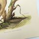 Old bird plate from the 1960s - Bittern - Zoological and ornithological illustration