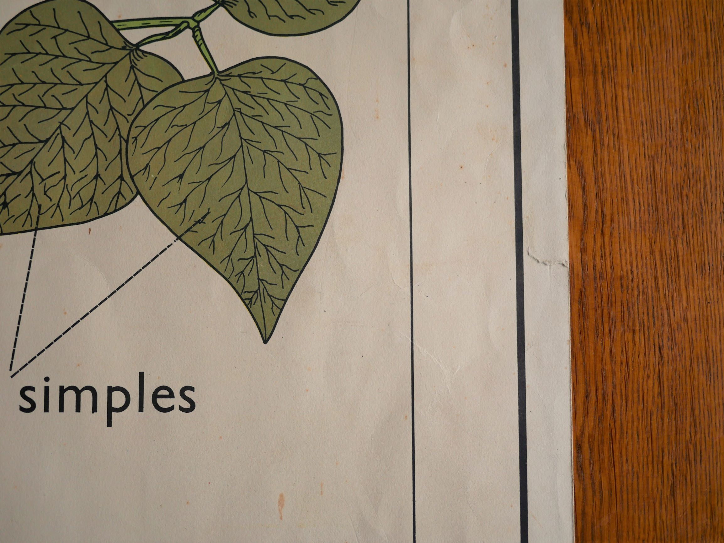 Vintage school botanical poster "La Plante"