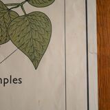 Vintage school botanical poster "La Plante"
