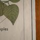 Vintage school botanical poster "La Plante"