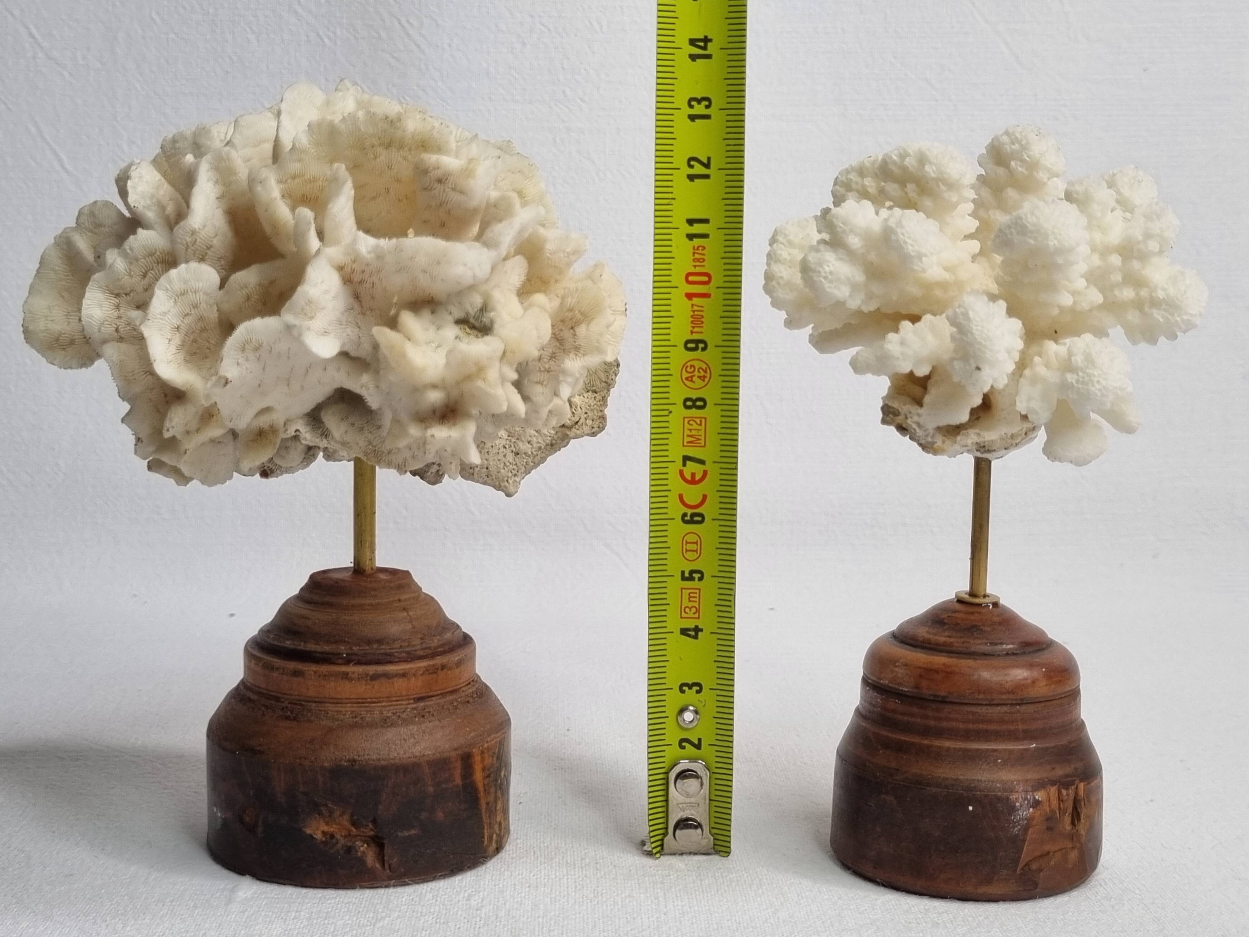 Pair of antique corals on turned wooden bases, 13 cm