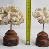 Pair of antique corals on turned wooden bases, 13 cm