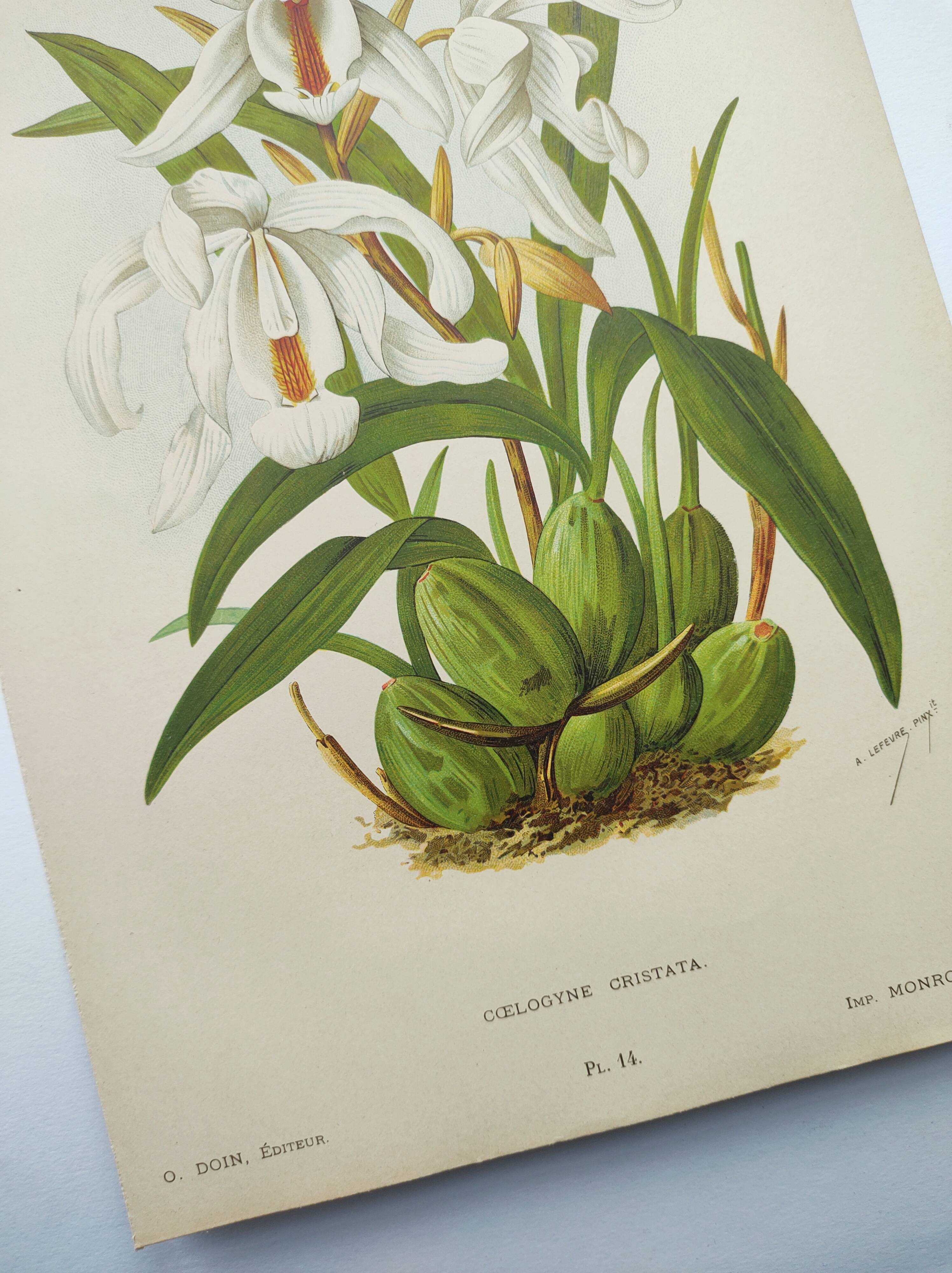 Lithographie ancienne de 1897. Coelogyne crêtée .Planche originale.  Gravure de fleurs par A.Lefevre