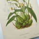 Lithographie ancienne de 1897. Coelogyne crêtée .Planche originale.  Gravure de fleurs par A.Lefevre