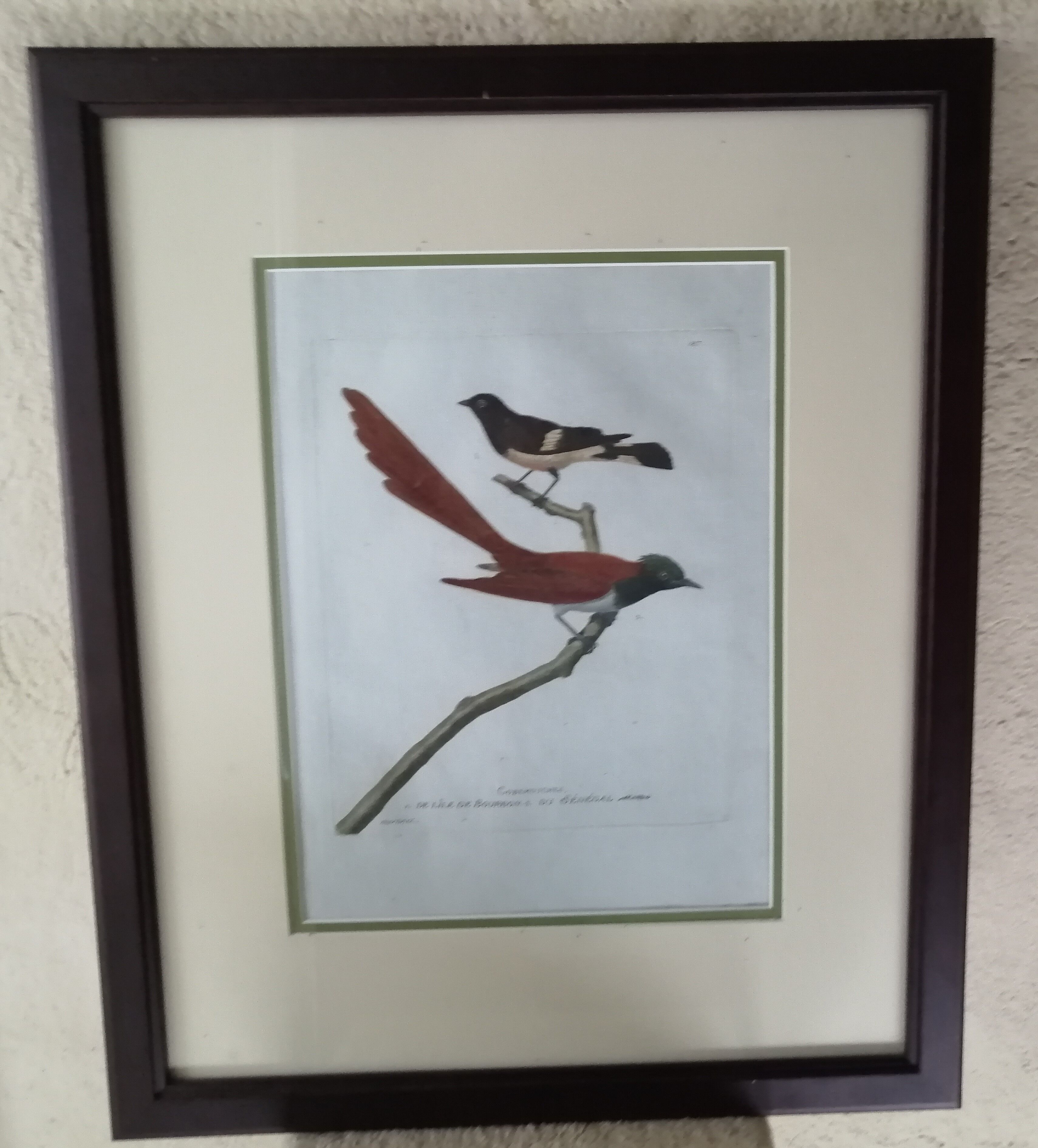 Old framed lithography by Martinet