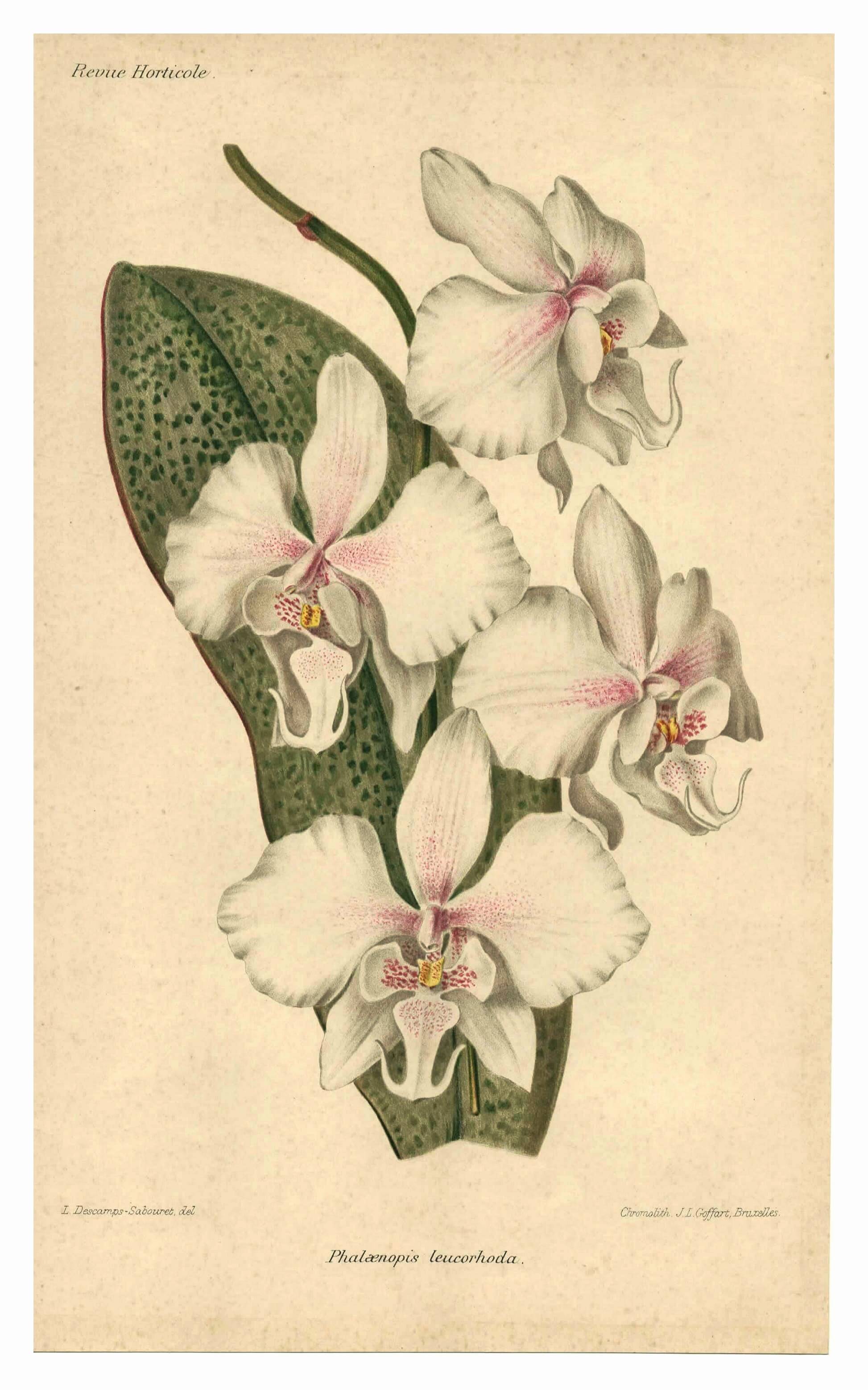 Antique botanical engraving from 1896 by Descamps-Sabouret • Phalaenopsis