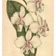 Antique botanical engraving from 1896 by Descamps-Sabouret • Phalaenopsis