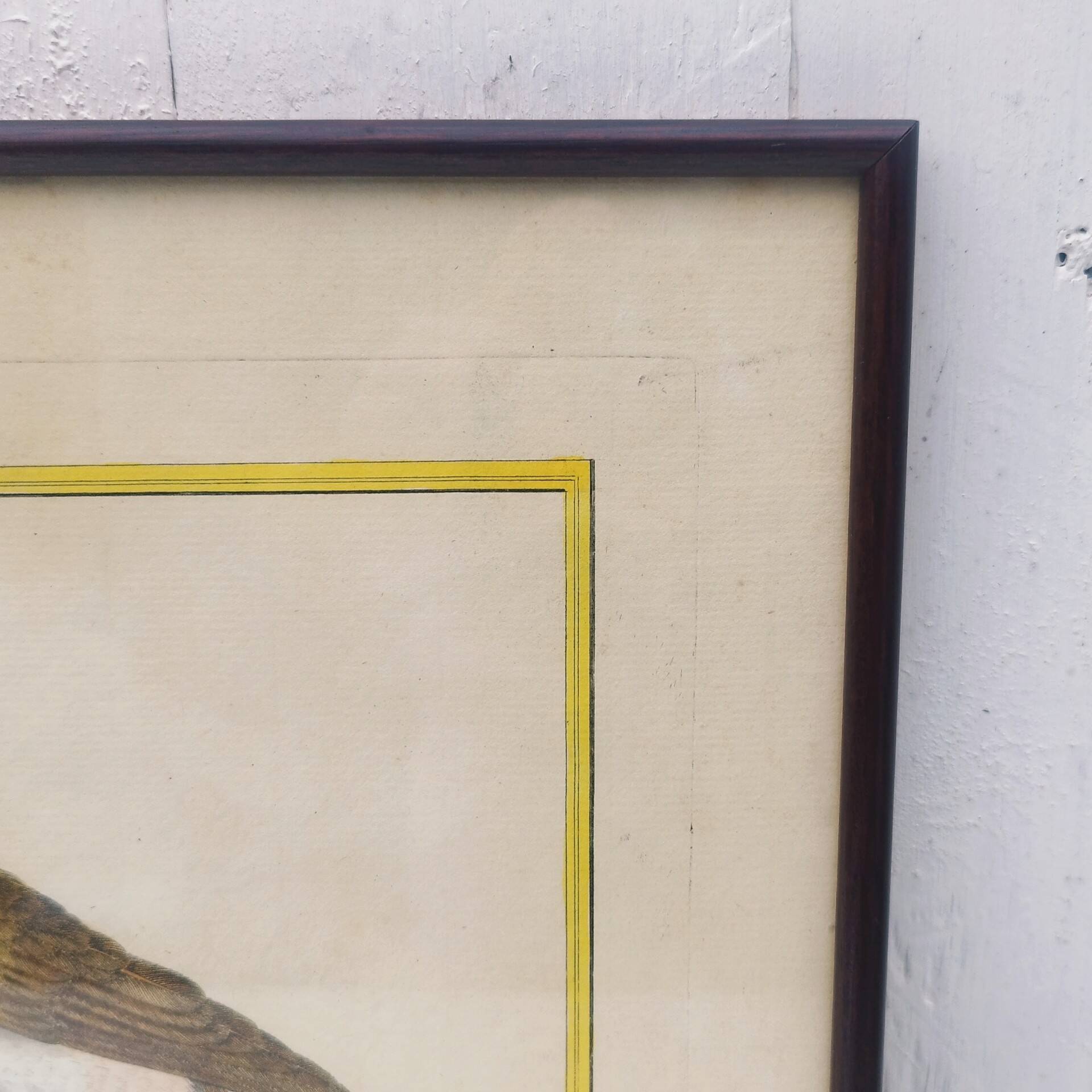 Engraving painting crested blackbird bird 18th century, F. Martinet