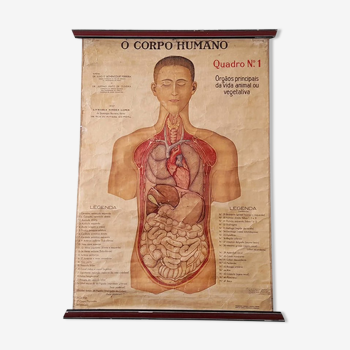 Original antique in paper over linen school scientific chart of the human body