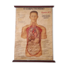 Carte scientifique du corps humain, original en papier sur lin