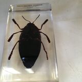 Insects under inclusion of resin