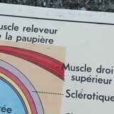 Old MDI school poster, eye-vision & ear-nose
