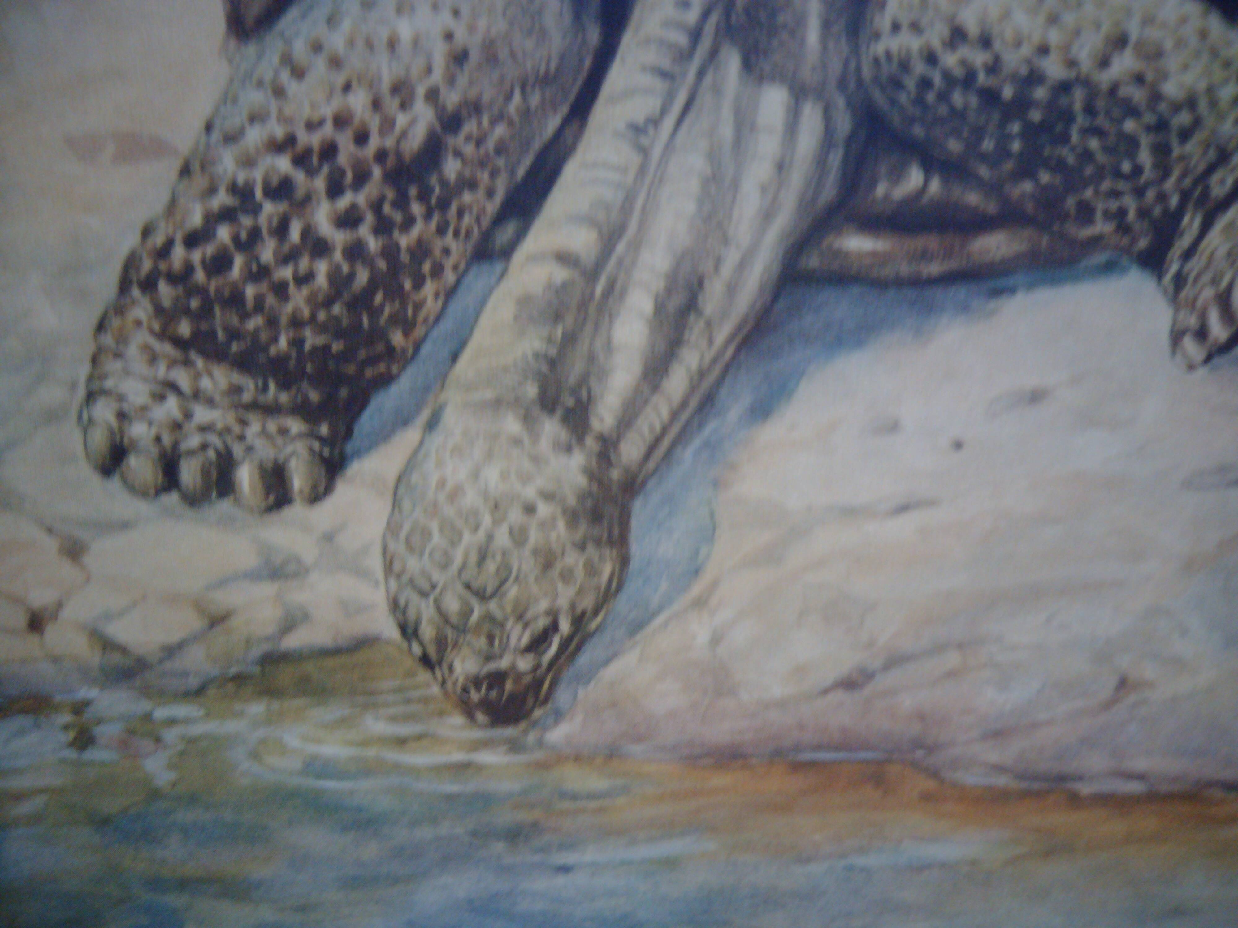 School poster, Giant Tortoise, 1940's, Sweden