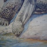 School poster, Giant Tortoise, 1940's, Sweden