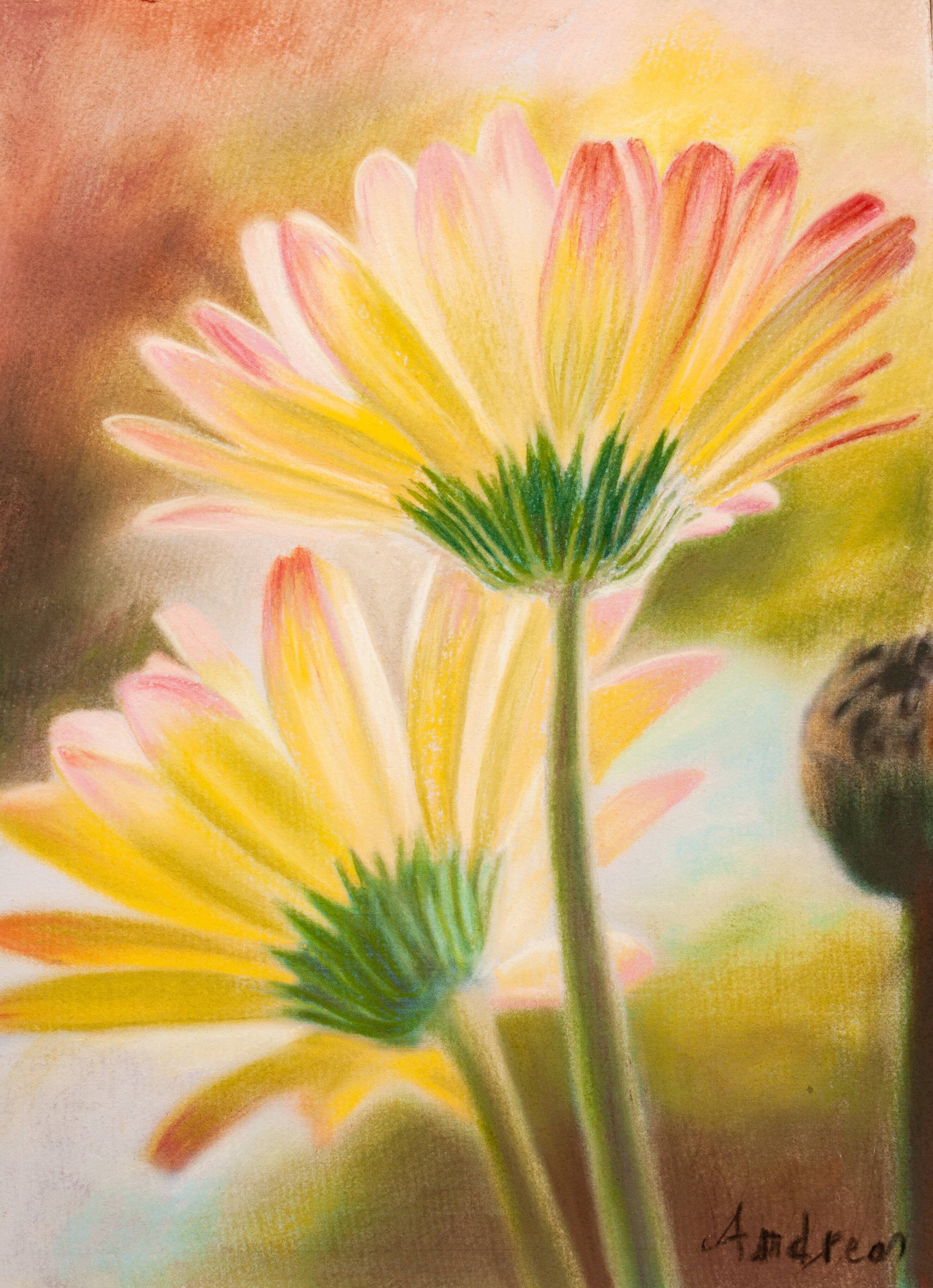 Drawing of daisies. drawn flowers. color drawing of daisies. drawing of flowers.
