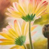 Drawing of daisies. drawn flowers. color drawing of daisies. drawing of flowers.