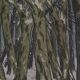 Lithograph by Henri Rivière Aspects of Nature - Winter Woods