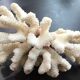 Coral branch