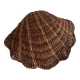 Rattan shell box