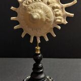 Cabinet of Curiosities shell stellaria solaris on base