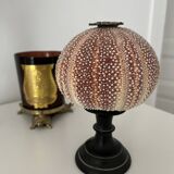 Cold sea urchin on base - Echinus esculentus