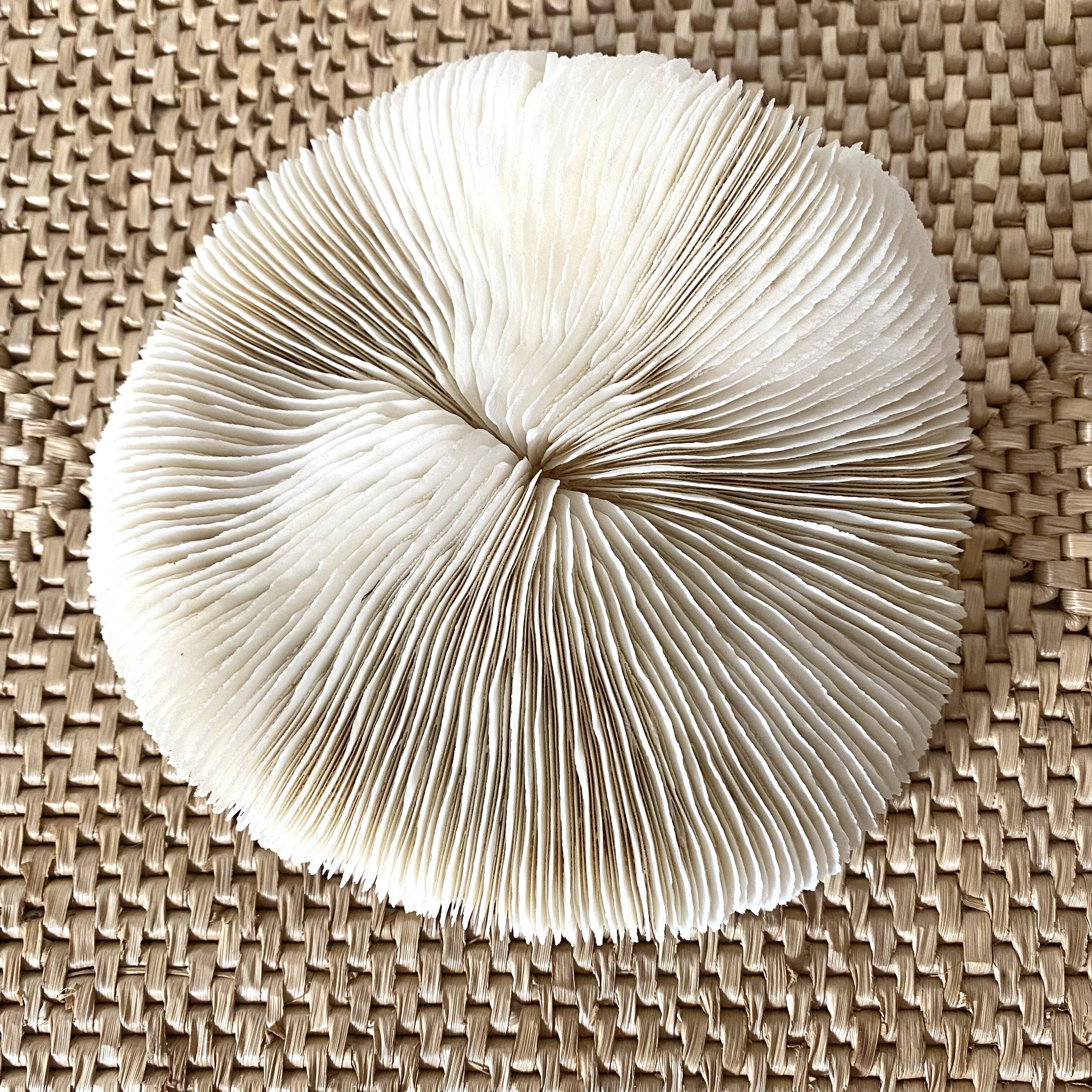 White Coral Fungia 70s