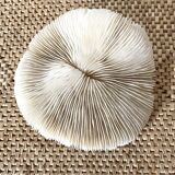 White Coral Fungia 70s