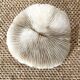 White Coral Fungia 70s