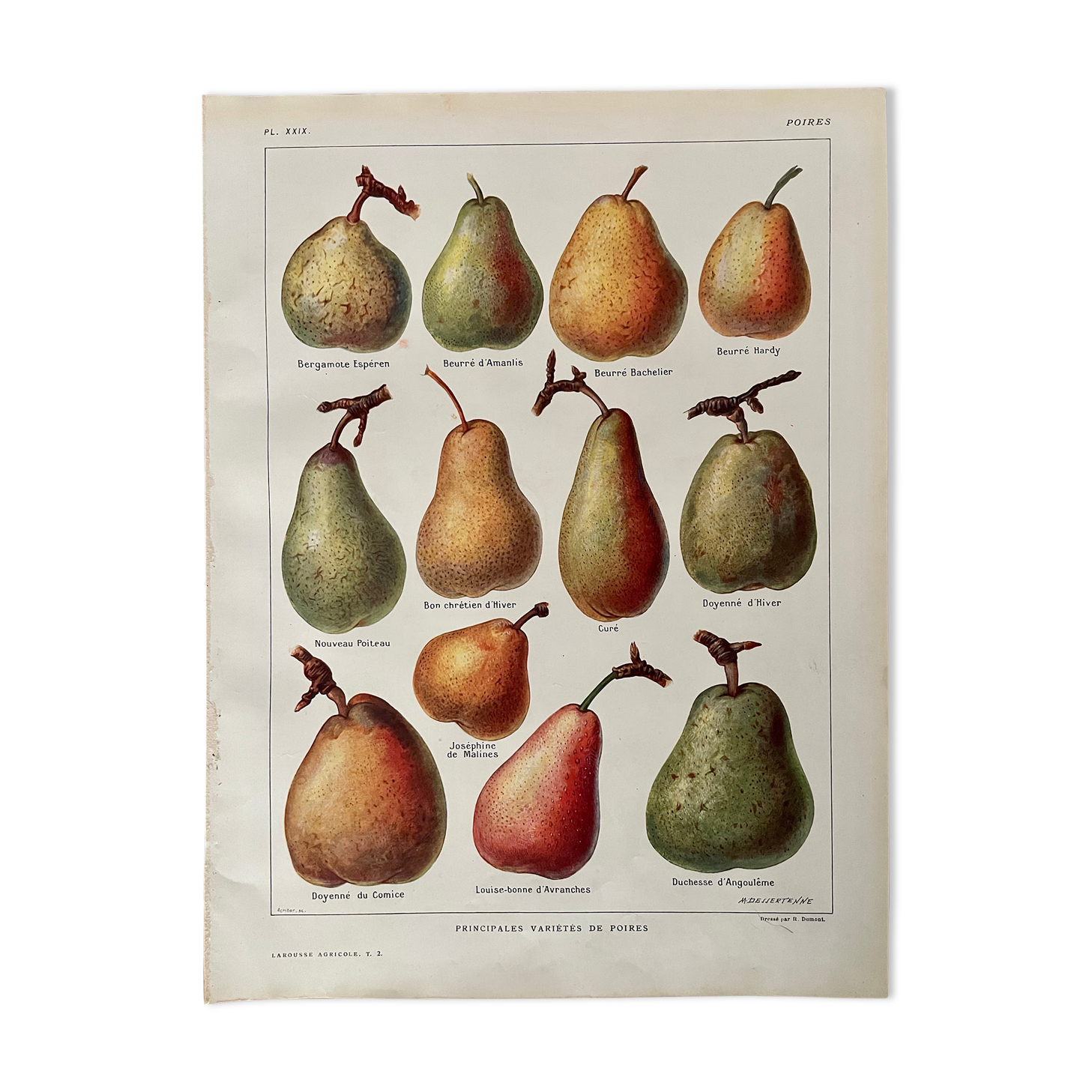 Lithograph on pears from 1921