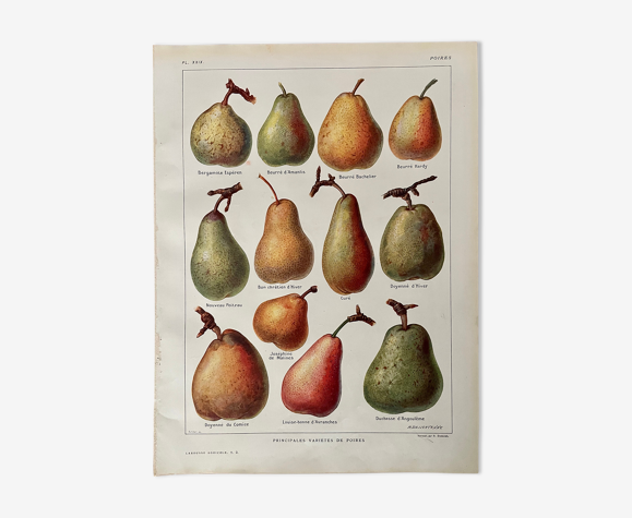Lithographie sur les poires de 1921
