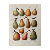 Lithograph on pears from 1921
