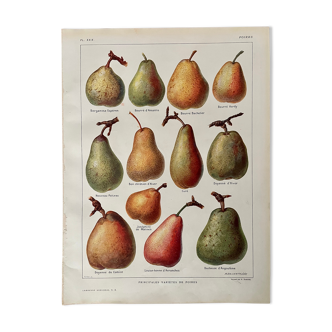 Lithograph on pears from 1921