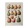 Lithograph on pears from 1921