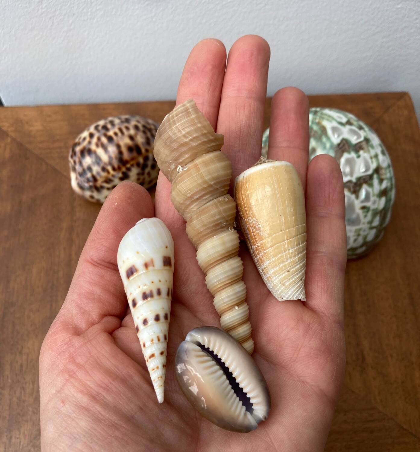 80s Seashell Set