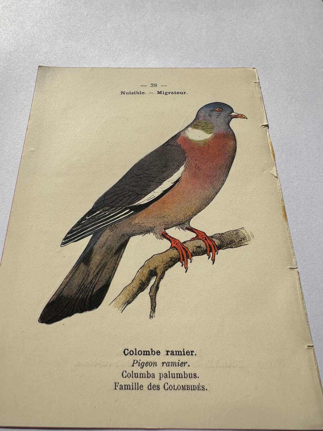 Botanical engraving birds double sided naturalist board Etching