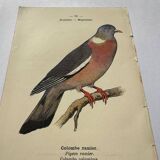 Botanical engraving birds double sided naturalist board Etching