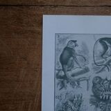 Original mammalian lithographs