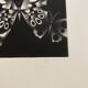 Mario avati (1921-2009), papillons, manière noire, 1970