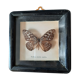 Papillon encadré vintage