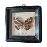 Papillon encadré vintage