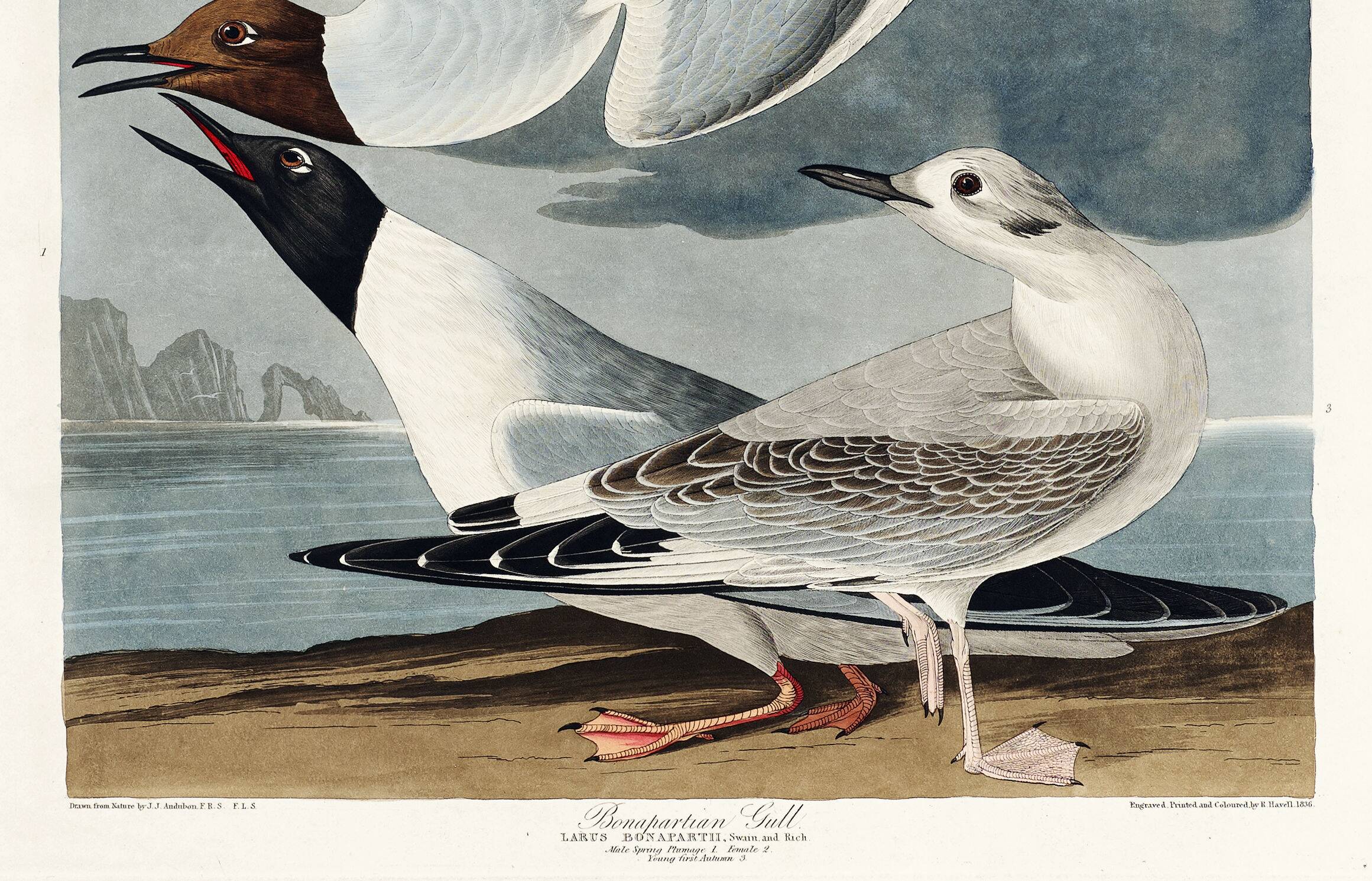 Poster about the Laughing Gull, after an old engraving from 1827.