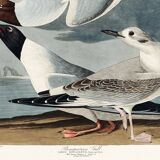 Poster about the Laughing Gull, after an old engraving from 1827.