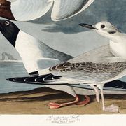 Affiche sur la Mouette rieuse, d’après une gravure ancienne de 1827.