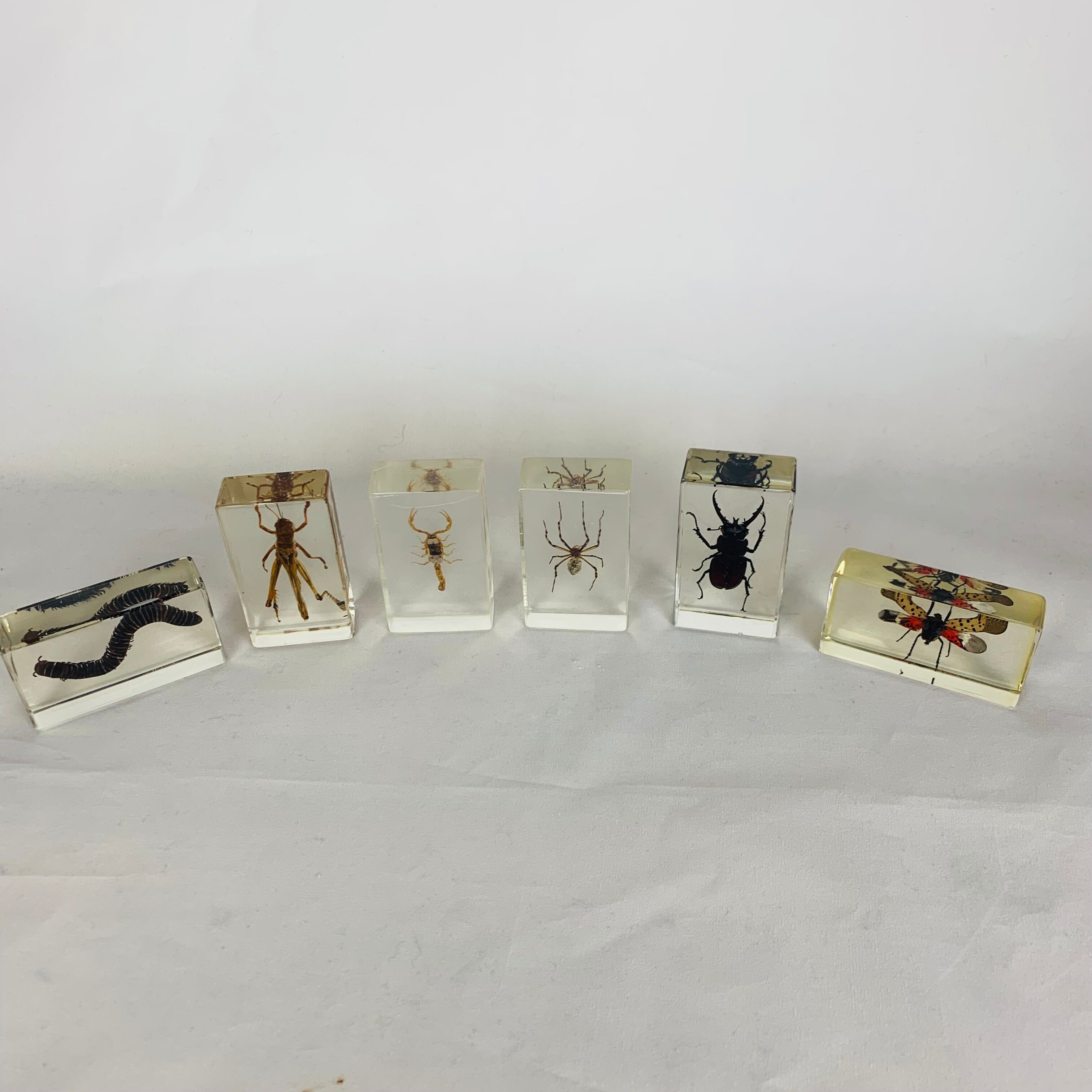 Set of 6 insects inclusion in resin